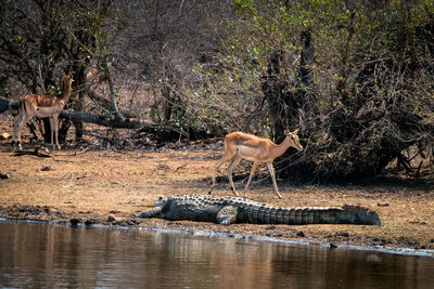Impala keeping a wary eye on the crocodile