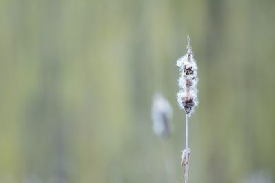 Close-up of white dandelion on plant