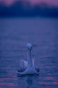 Close-up of bird in lake