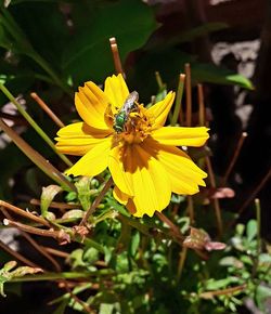 Close-up of bee on yellow flower