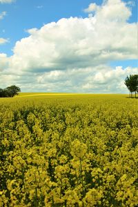 Scenic view of oilseed rape field against cloudy sky