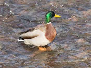 Duck swimming in lake