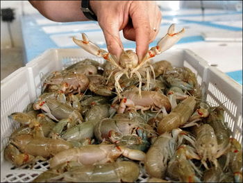 Close-up of hand holding fish