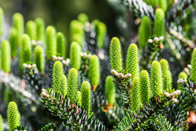 Close-up of plant