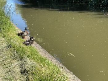High angle view of bird on lakeshore