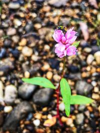 Close-up of pink flowers blooming outdoors