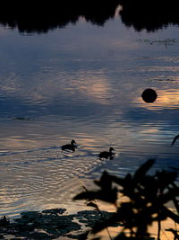 Silhouette ducks swimming on lake during sunset