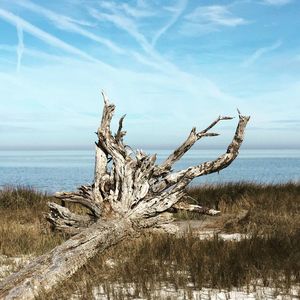 Dead tree on beach against sky