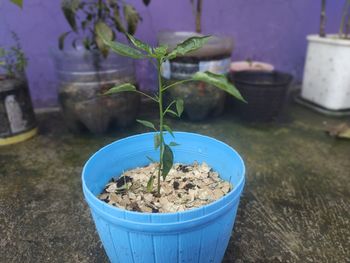 Chili plant in a blue pot