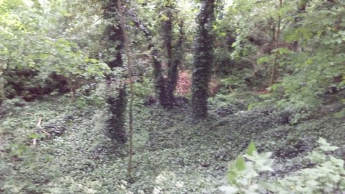 Trees growing in forest