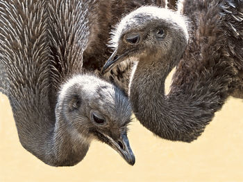 Close-up of birds