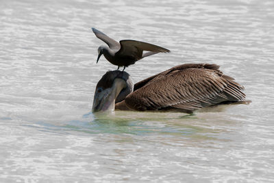 Lava gull on pelican at sea