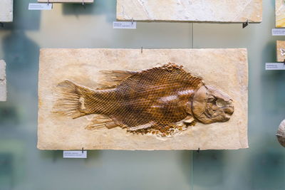 Close-up of fish