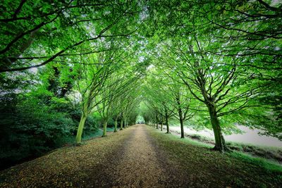 Road amidst trees in forest