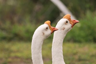 Close-up of a bird on field