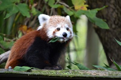 Close-up portrait of panda on tree