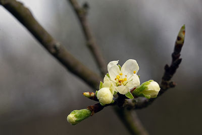 Close-up of white cherry blossom