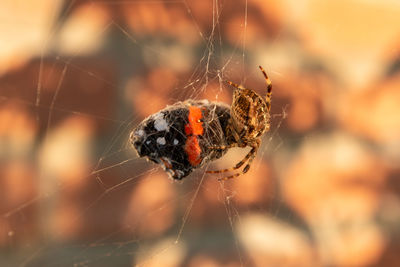 Close-up of spider on web