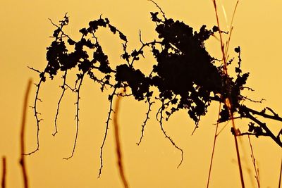 Low angle view of silhouette tree against sky