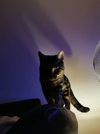 Close-up of cat sitting on purple at home