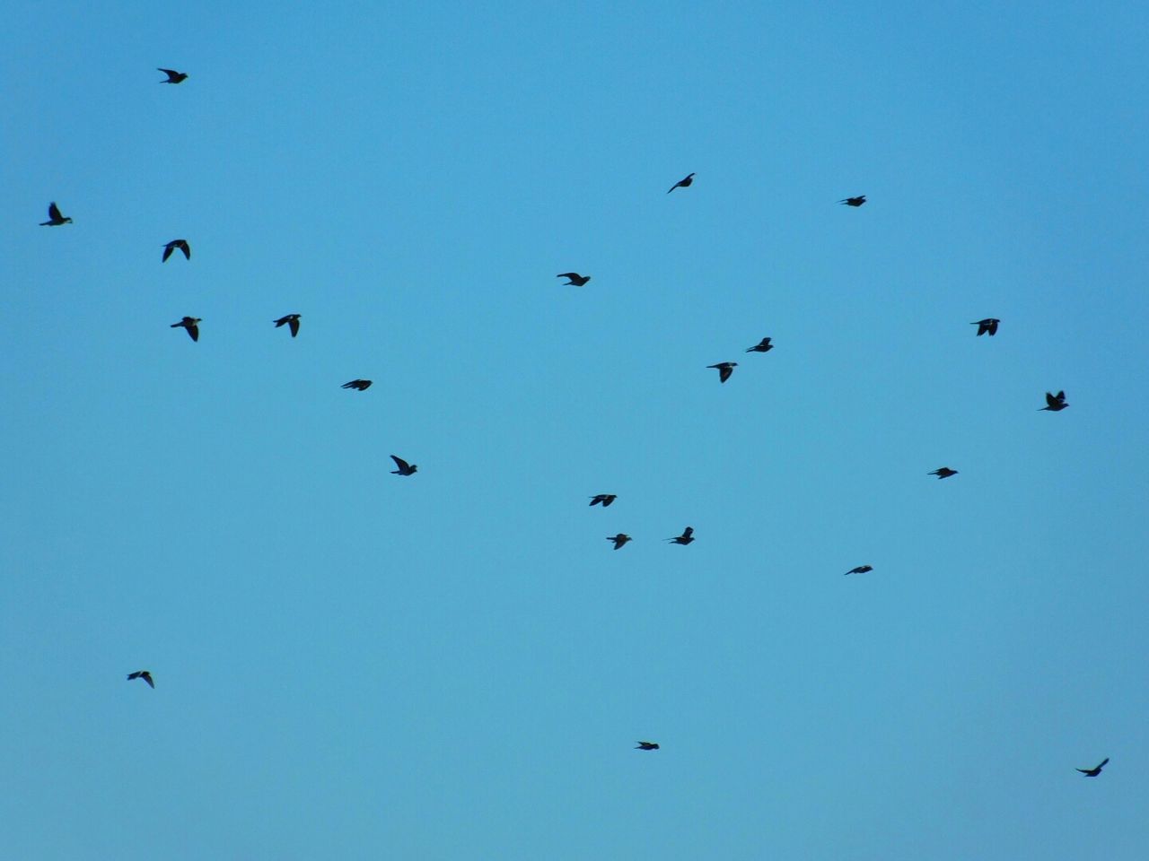 LOW ANGLE VIEW OF BIRDS IN SKY