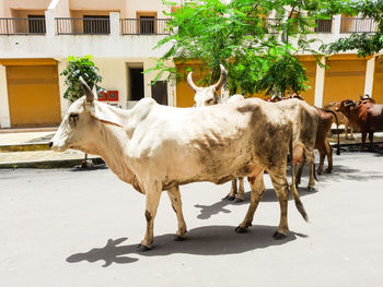 Horse standing in a building