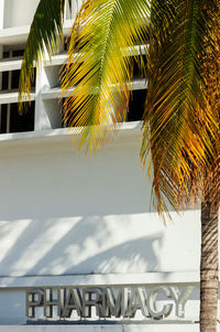 Close-up of palm tree by building
