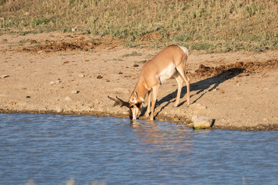 Side view of giraffe drinking water