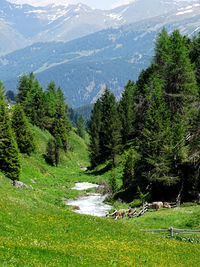 Scenic view of pine trees in forest