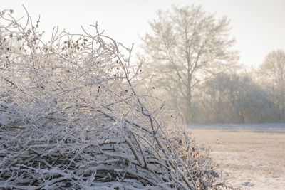 Bare tree on field