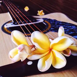 Close-up of yellow flowers
