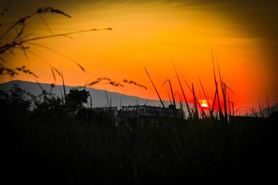 Silhouette plants on field against orange sky