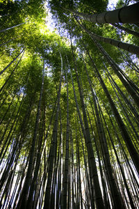 Low angle view of bamboo trees