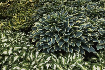 Full frame shot of leaves