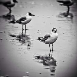 Bird in water