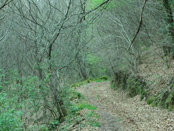 Trees growing in forest