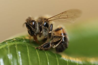 Close-up of insect on leaf