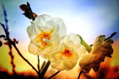 Close-up of white flowering plant