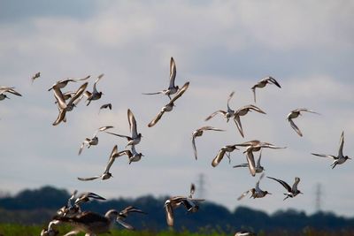 Low angle view of birds flying against sky