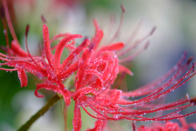 Macro shot of water drops on flower