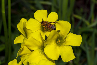 Bee pollinating on yellow flower