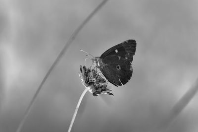 Close-up of butterfly perching on flower