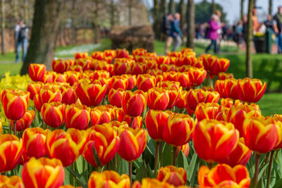 Close-up of orange tulips on field