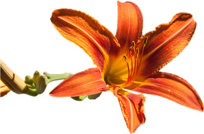 Close-up of day lily blooming against white background