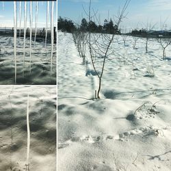 Trees on field against sky