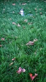 Plant growing on grassy field