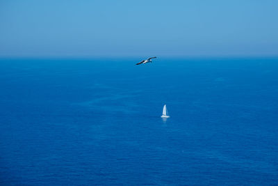 Seagull flying over sea