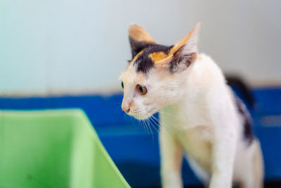 Close-up of a cat looking away