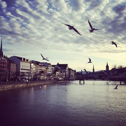 Seagulls flying over river in city against sky