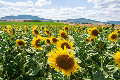 Sunflowers growing on field